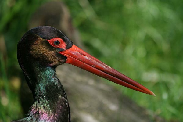 bocian czarny