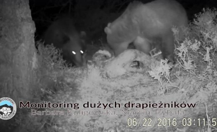 niedźwiedź Puszek z partnerką