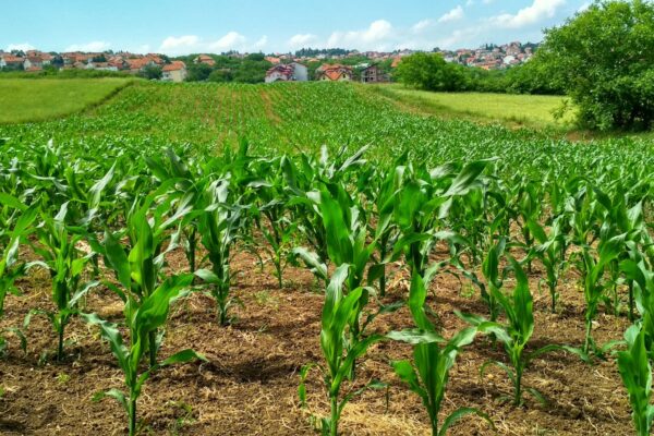 kukurydza - środki ochrony roślin