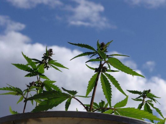 marihuana lecznicza - krzak marihuany
