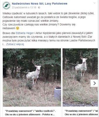 biały daniel - nowa sól