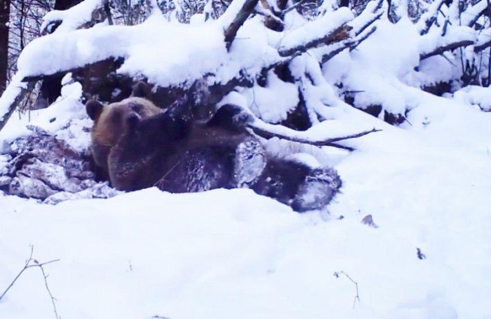 bieszczadzki niedźwiedź - zima