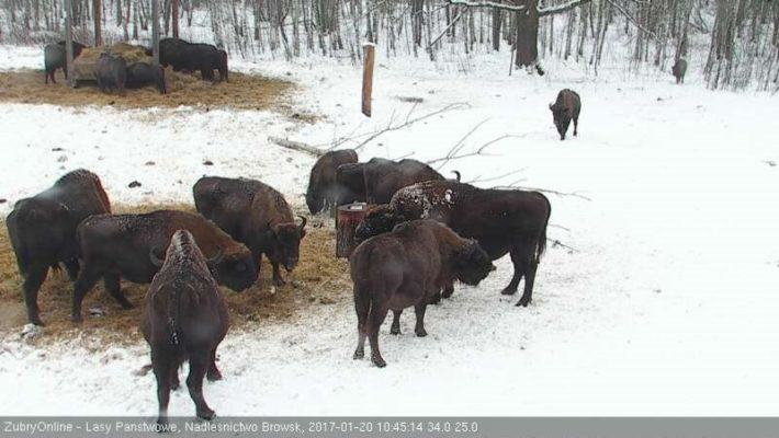 liczenie żubrów - puszcza białowieska