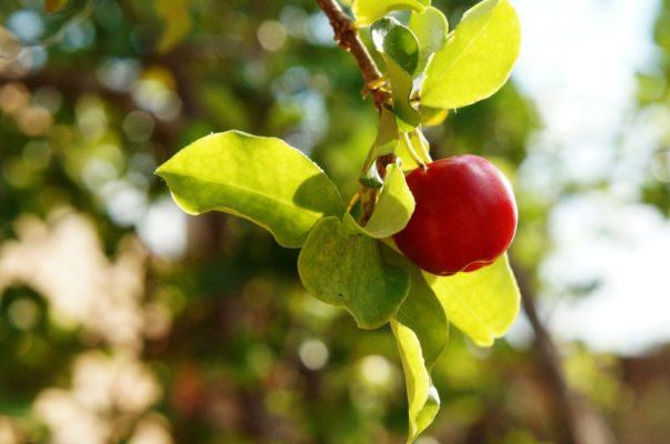 acerola - witamina C