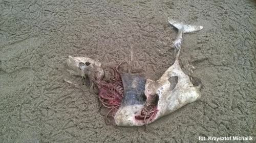 martwy morświn na plaży