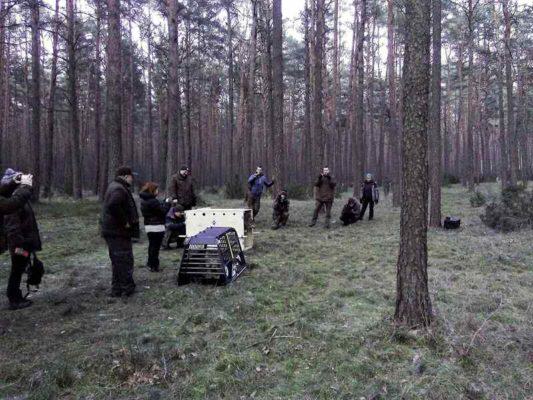wypuszczenie wilków na wolność