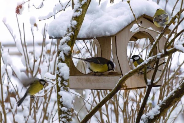 dokarmianie ptaków zimą
