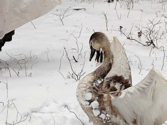 łabędź zaplątany w stalową linkę
