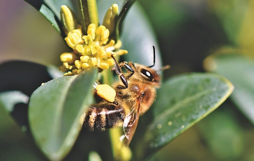 pszczoła zbierająca pyłek