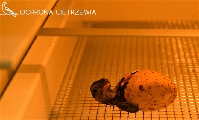 pisklę cietrzewia w trakcie wykluwania