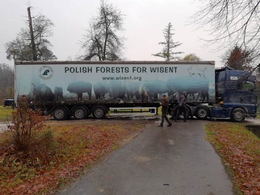 transport żubrów do Szwajcarii