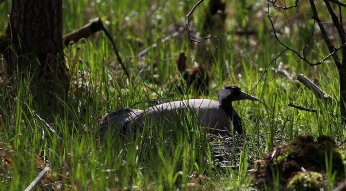 żuraw szary w trawie