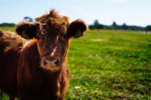 młoda krowa na łące - zdrowie zwierząt