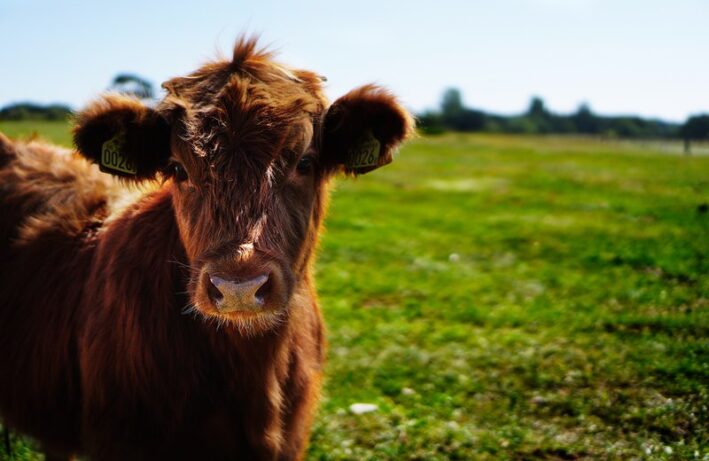młoda krowa na łące - zdrowie zwierząt