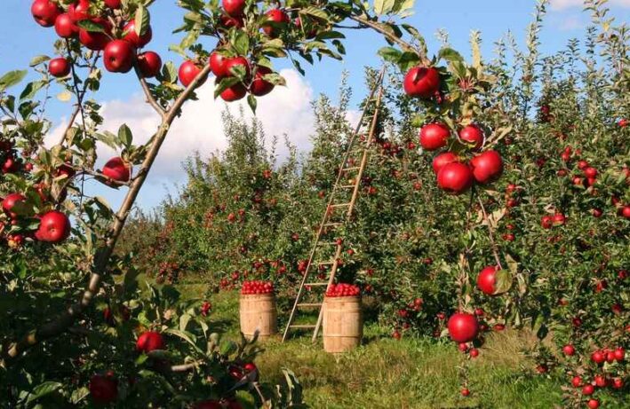 sad z jabłoniami - jabłka na gałęziach