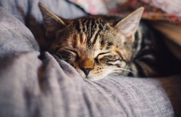kot śpiący na rękach - łóżka dla kota