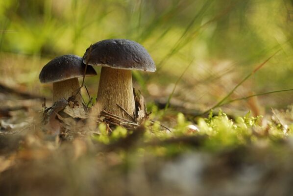 grzybobranie - grzyby w lesie