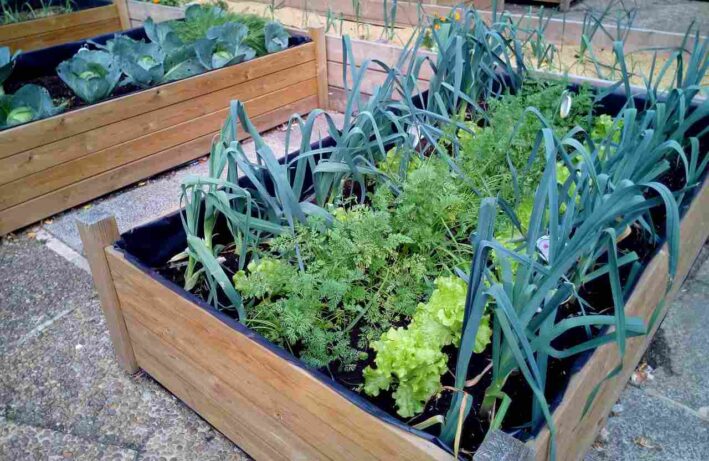 ekologiczny ogród - warzywa w drewnianych skrzyniach