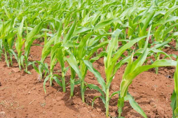 Jak przygotować stanowisko pod kukurydzę na słabe gleby