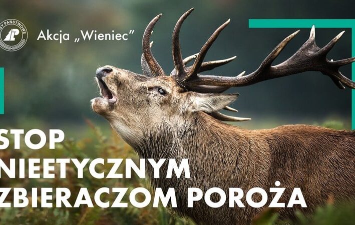 akcja wieniec